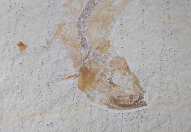 Tharsis dubius (BLAINVILLE 1818) - Bild &copy; FossNet FossilienStore